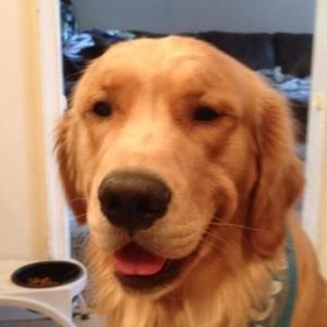 Meet your Posher, Brody